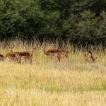 Indabushe Eco Lodge_Game Viewing and Birding