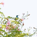Indabushe Eco Lodge_Game Viewing and Birding