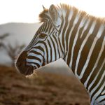 Indabushe Eco Lodge_Game Viewing and Birding