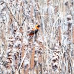 Indabushe Eco Lodge_Game Viewing and Birding
