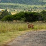 Indabushe Eco Lodge_Game Viewing and Birding